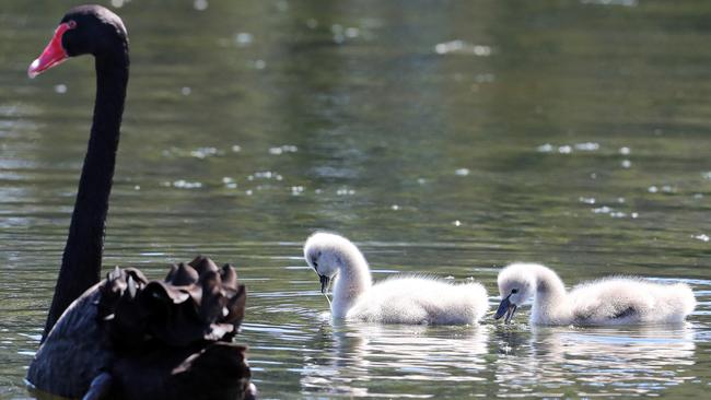 Birds at Black Swan Lake. Photo by Richard Gosling