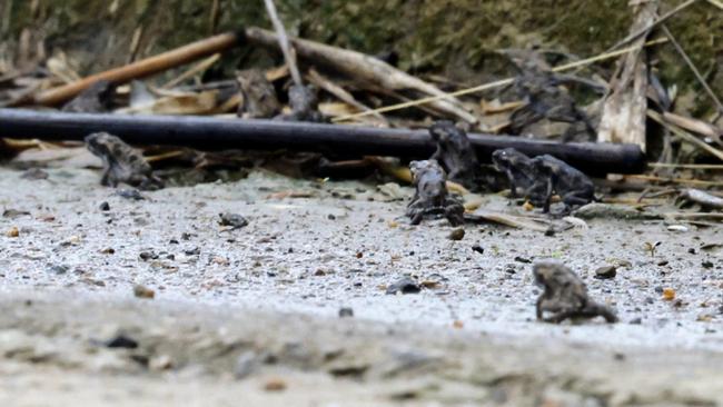 Thousands of tadpoles have hatched and left low lying water around Smithfield to form tiny little cane toads. Picture: Brendan Radke