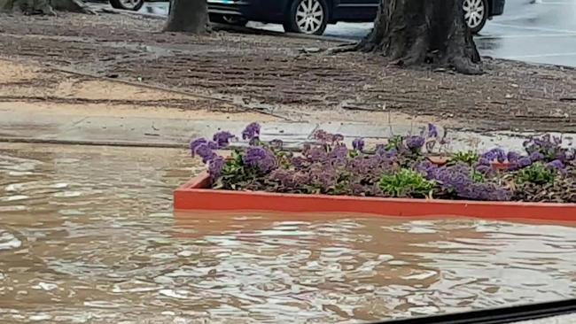 Flowers get a good soaking at the corner of Gap Rd and Evans St, Sunbury. Picture: Anita J