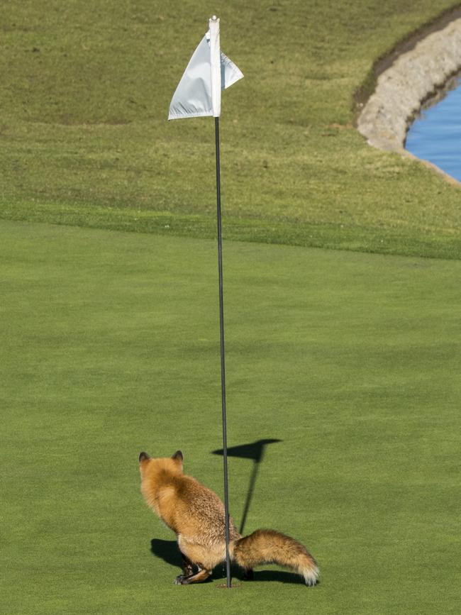 A red fox breaks from club etiquette in San Jose, California. Picture: Douglas Croft/Barcroft Images
