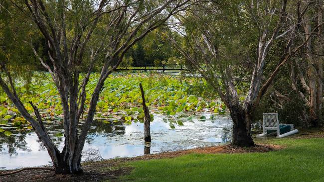 An alleged one metre crocodile was reported at the Marlow Lagoon dog park on January 17. Picture: Pema Tamang Pakhrin