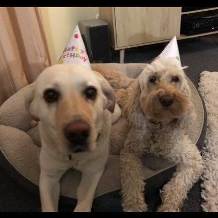 Tassie's Pawfect Pairs | Rebekka Hunter: Our Labrador Olive and Spoodle Roxy celebrating Olive’s 7th Birthday