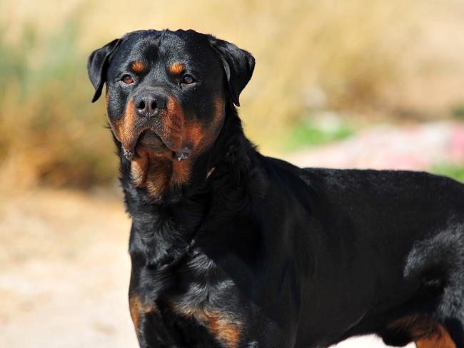 rottweilera a a a a