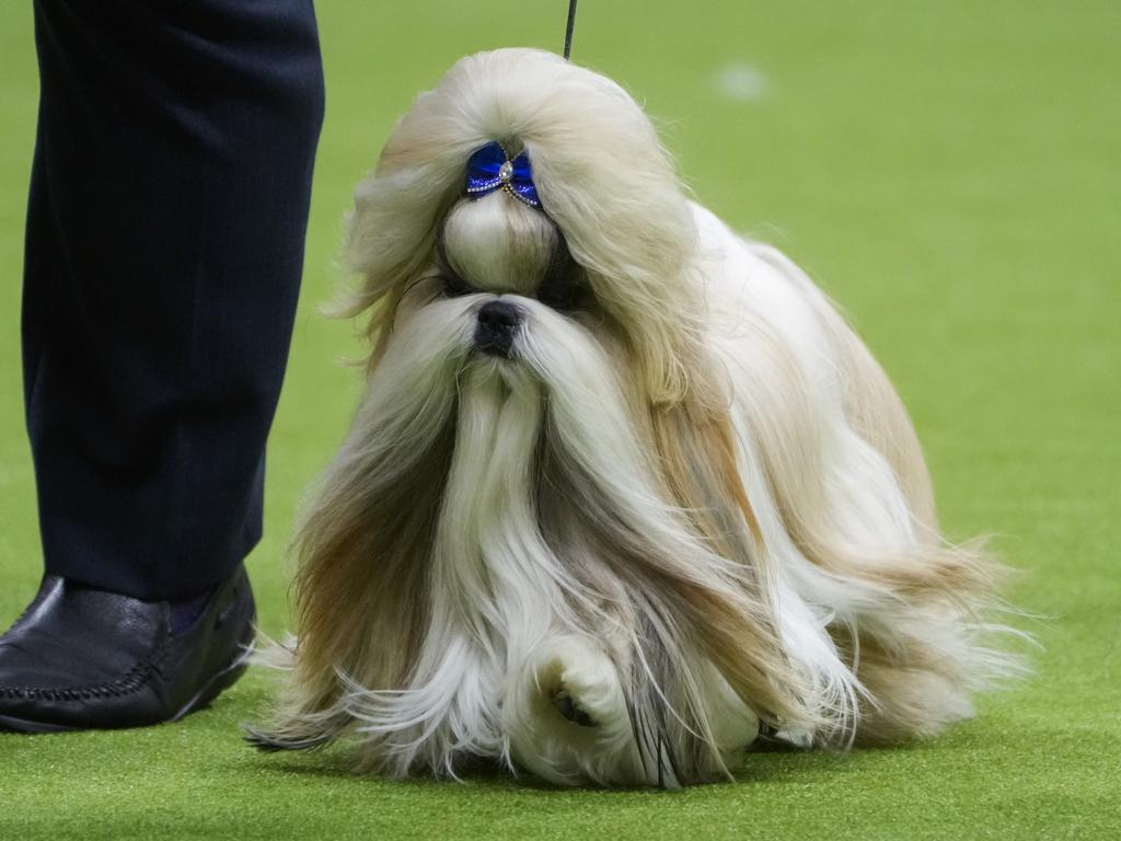 Comet the Shih tzu won the Toy Group to advance to the final. Picture: Mike Stobe/Getty Images for Westminster Kennel Club