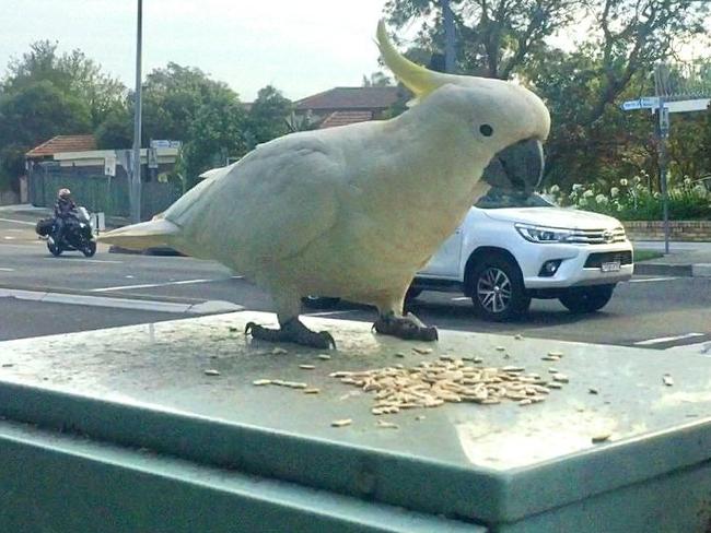 One of the cockatoos enjoying a free feed.