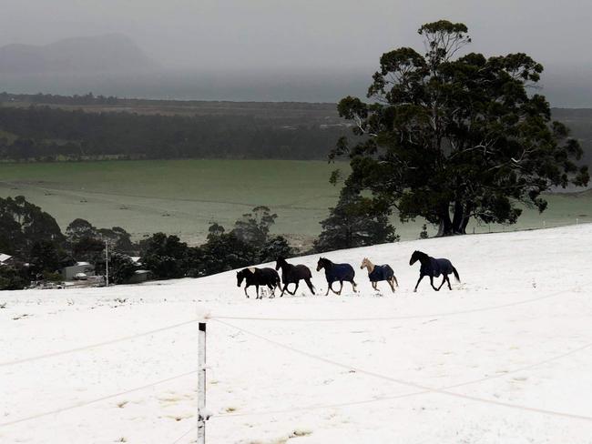 Snow in Tasmania. Horses explore the snow at Marion Bay Picture: MARY PAVICICH