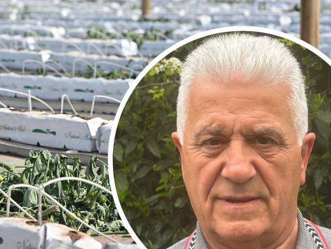 Tomato farmer Harry Kapiris says the results of a virus test that shut down his farm and cost him millions was wrong, and he’s planning legal action.