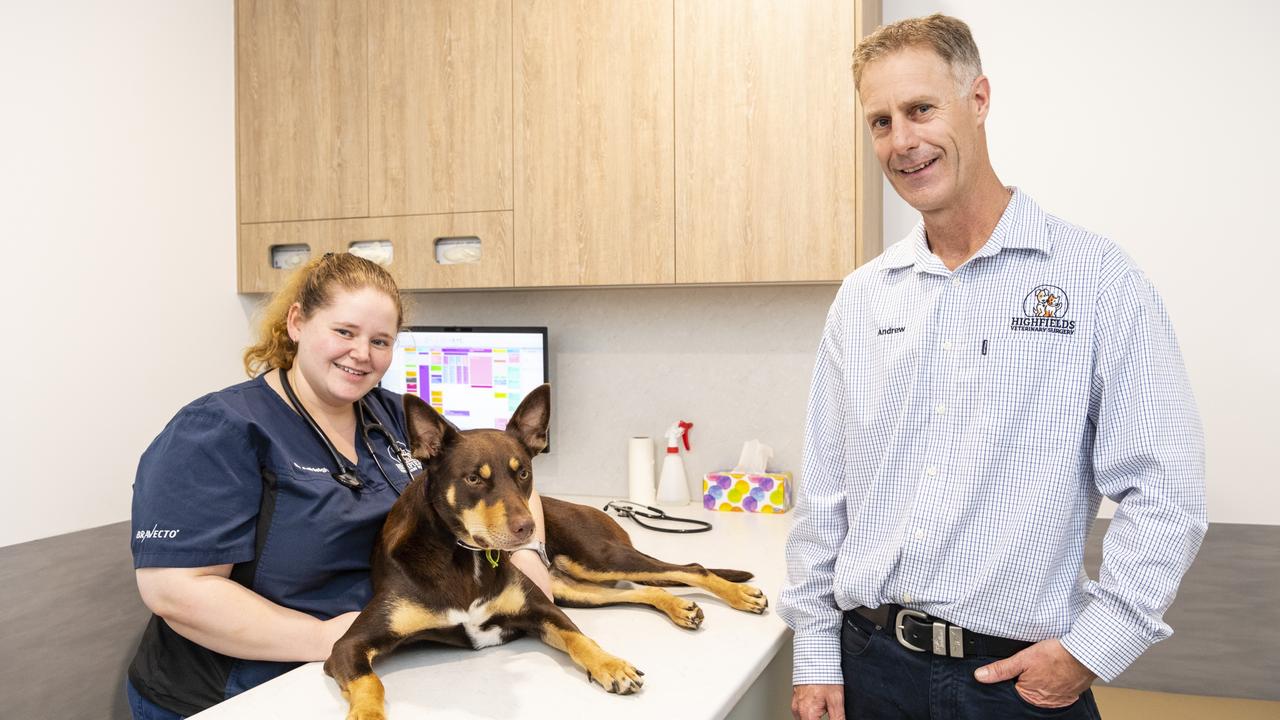 Highfields Veterinary Surgery vet Ashleigh Moon examines Chevy as Andrew Brown looks on, Wednesday, March 16, 2022. Picture: Kevin Farmer