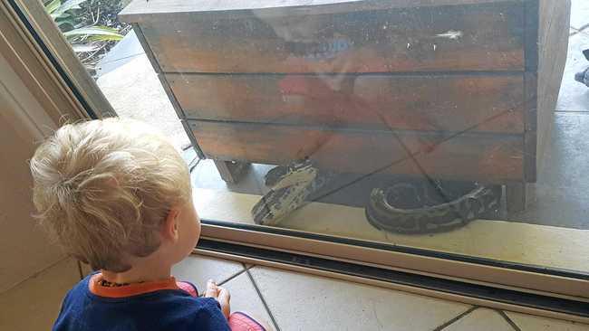 SNAKES ALIVE: Nambour mother-of-two Megan Manley barricaded herself inside her home in fright after getting paid a visit from this monster python. Picture: MEGAN MANLEY