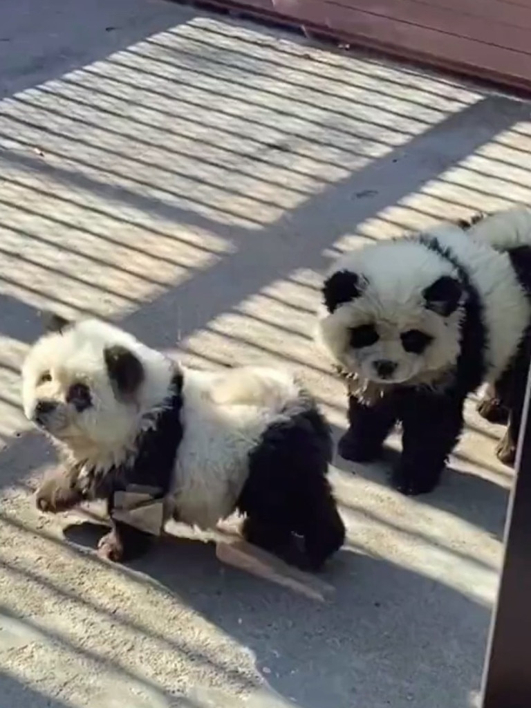 A Chinese zoo was slammed by visitors after dyeing dogs to look like pandas. Picture: Jam Press