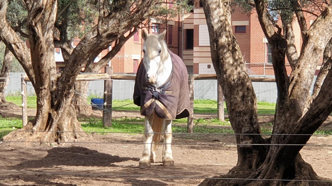 SA Police horses in the olive grove near Adelaide Gaol. Picture: Colin James