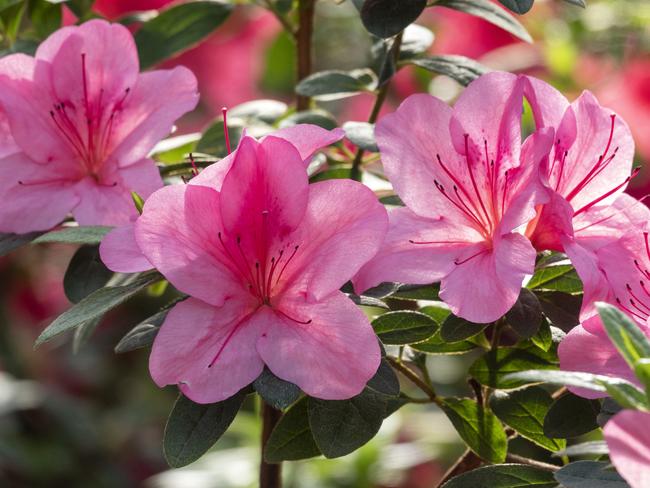 Beautiful flower header. Pano photo of pink azalea flowers