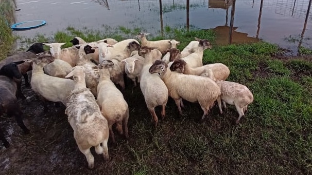 Sheep were left stranded as flood waters engulfed the Eggins’ South Grafton farm. Picture: Mel Eggins