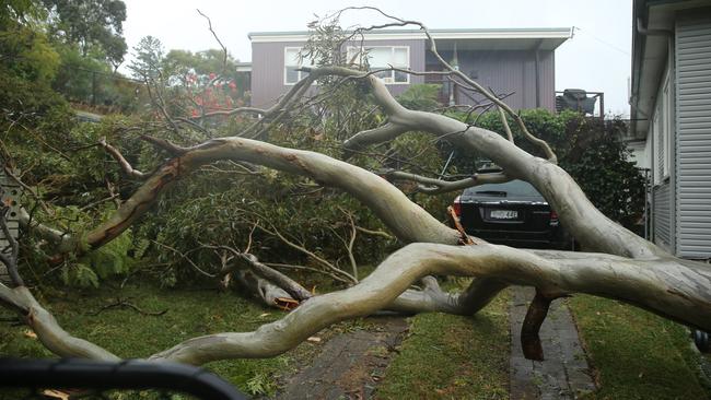 A tree down in Allawah Ave at Elanora Heights. Photo John Grainger