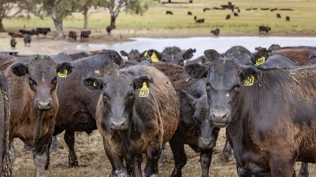 LIVESTOCK: Mike O'Halloran angus weaners Mike O'Halloran with his angus weaners on his farm at MansfieldPICTURED: Generic farm. Angus cattle. Weaners. Weaner cattle. Stock Photo.Picture: Zoe Phillips