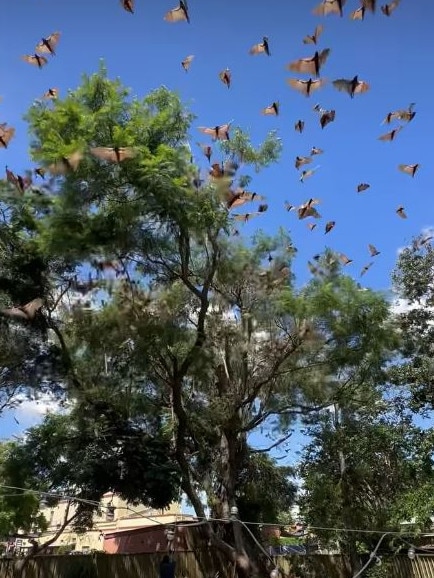 The big bat problem in Singleton. Picture: Facebook