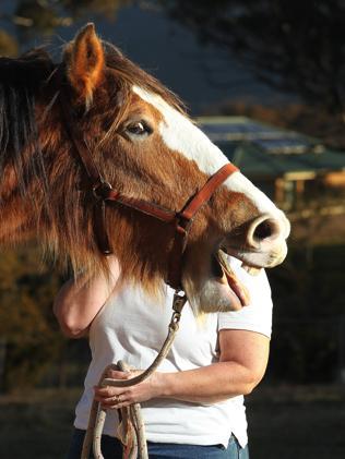  Karen Hood rescues Clydesdales through her charity Picture: Gary Ramage 