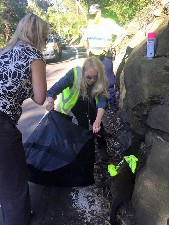 The wallaby hit on Mona Vale Rd. It survived after being helped by driver Helen Pearce, but later died.