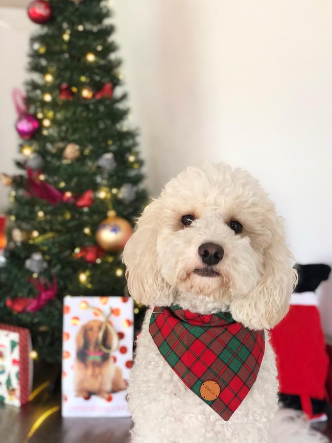 Cosmo the Reservoir cavoodle is celebrating Christmas by wearing his beautiful Chrissy bandana and looking handsome as ever. Picture: Olivia Farina