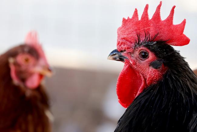 Rescued chickens gather in an aviary at Farm Sanctuary's Southern California Sanctuary on October 5, 2022 in Acton, California