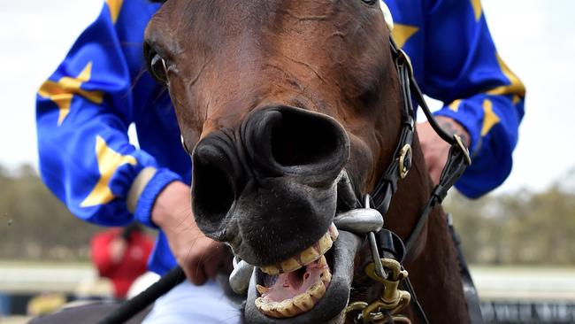 The Offer has one eye on the nation’s greatest racing prize. Picture Jay Town.