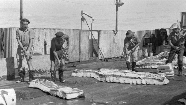 Historic: Whaling Byron Bay in the 60's Workers separating blubber. Picture: The Northern Star Archives