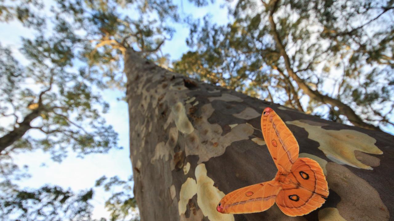 Emperor Gum Moth, Harrison Warne, New South Wales