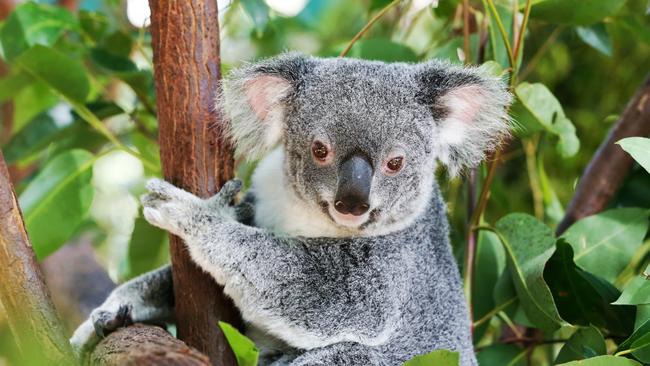 Driving with caution could save a koalas life. Picture: NIGEL HALLETT