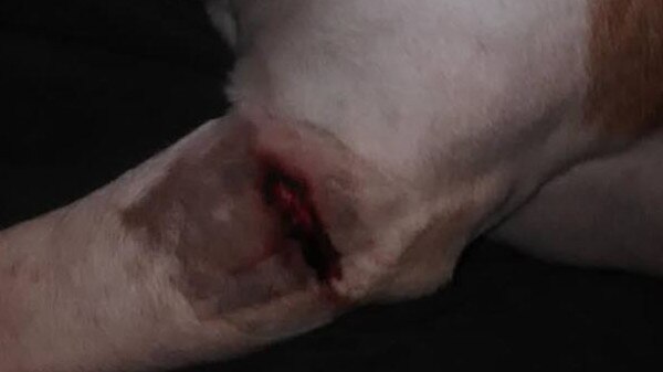 One of Sammy’s wounds on his leg after her was attacked.