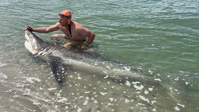 Andrew Hughes with the Great White shark he found near the mouth of the Buxton River, on Tasmania's East Coast near Swansea.