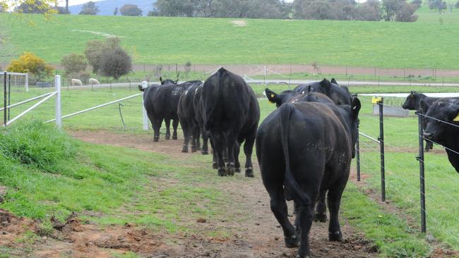 Westpac has appointed receivers to the livestock and frozen embryos at Corey and Prue Ireland’s property at Kyeamba.