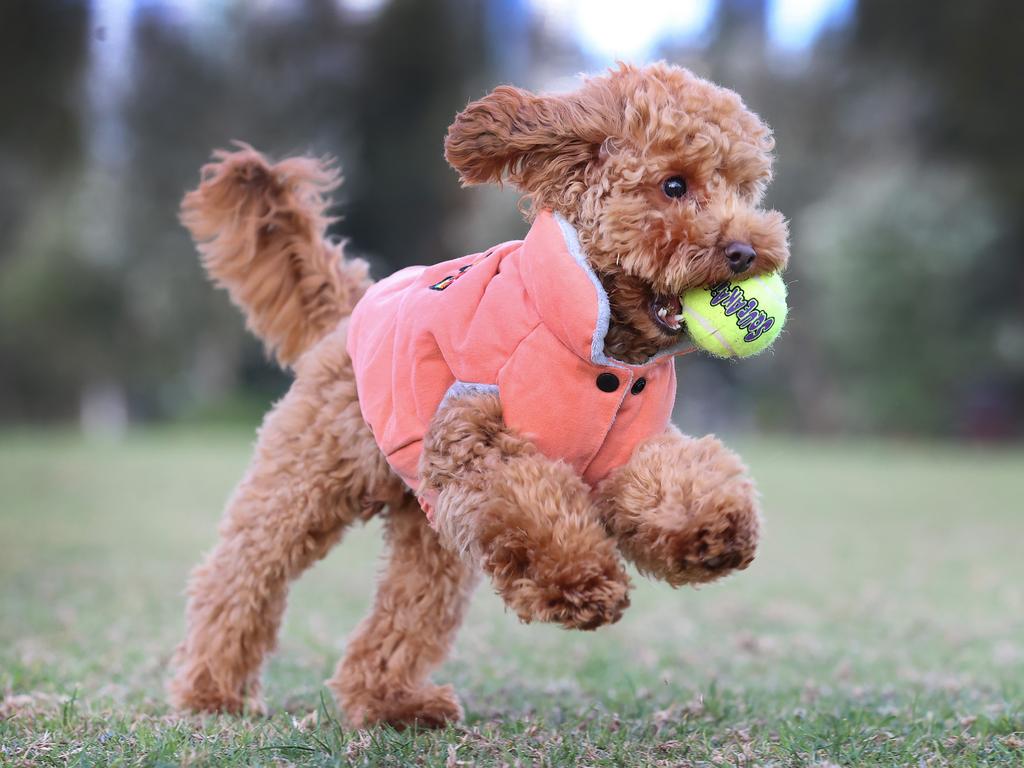 Dog tennis ball clearance teeth