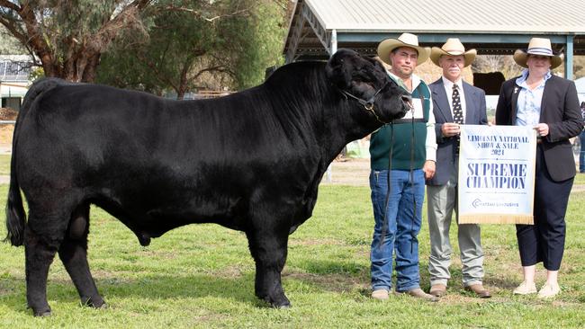 Patrick Halloran with Supreme of the show Bushpark Trick Star T7, with Judge Robert Hutchinson and associate judge Emily Polsen at the Limousin National Show and Sale at Holbrook, NSW.