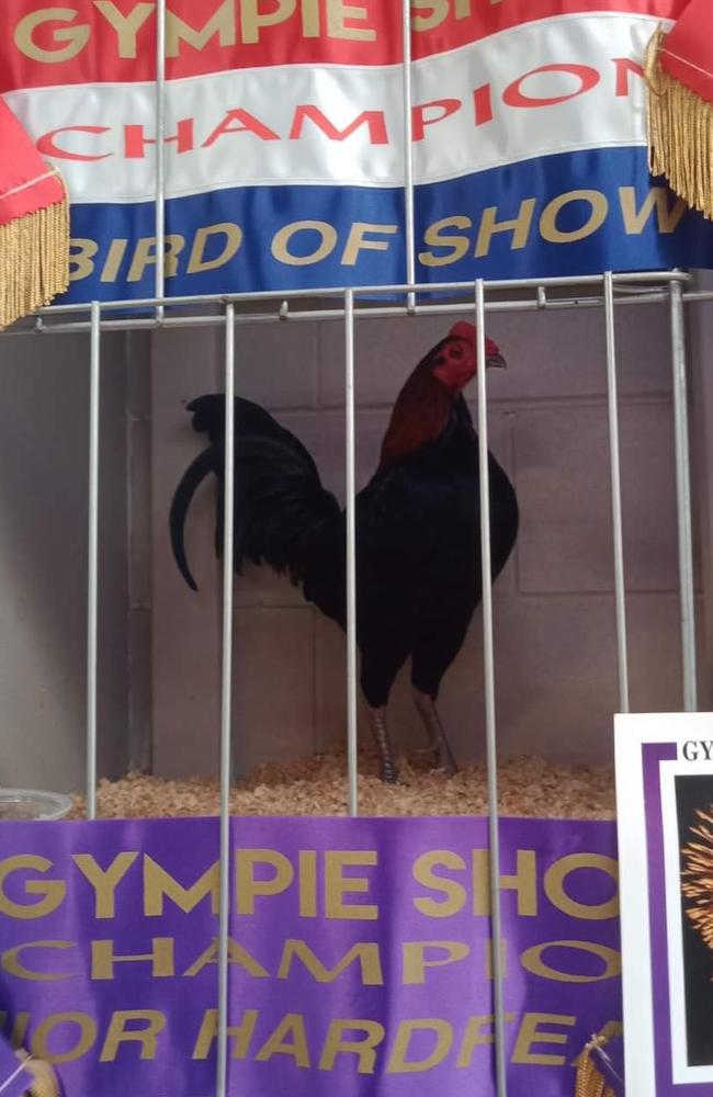 Grand Champion and bird of show winner on day two of the Gympie show.