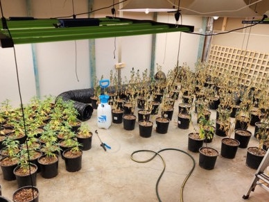 Police uncovered a total of 231 plants at the Worrigee home. Picture: NSW Police