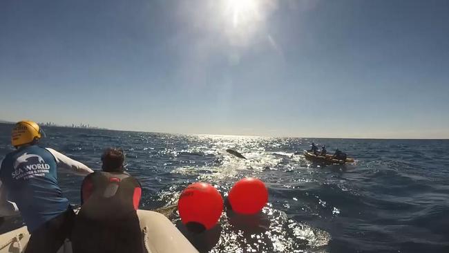 Rescuers attempt to free the tangled whale. Photo Sea World