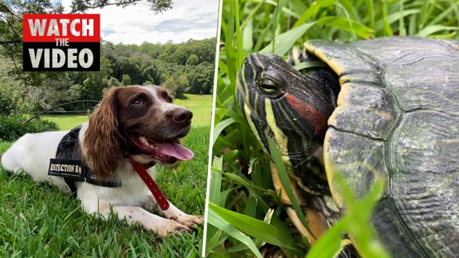 Dogs trained to locate red-eared slider turtles