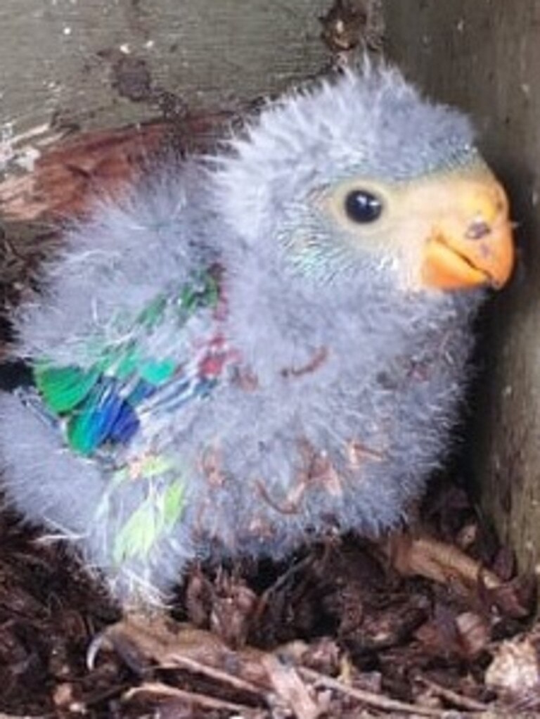 Swift parrot chick. Source: Zoodoo Zoo.