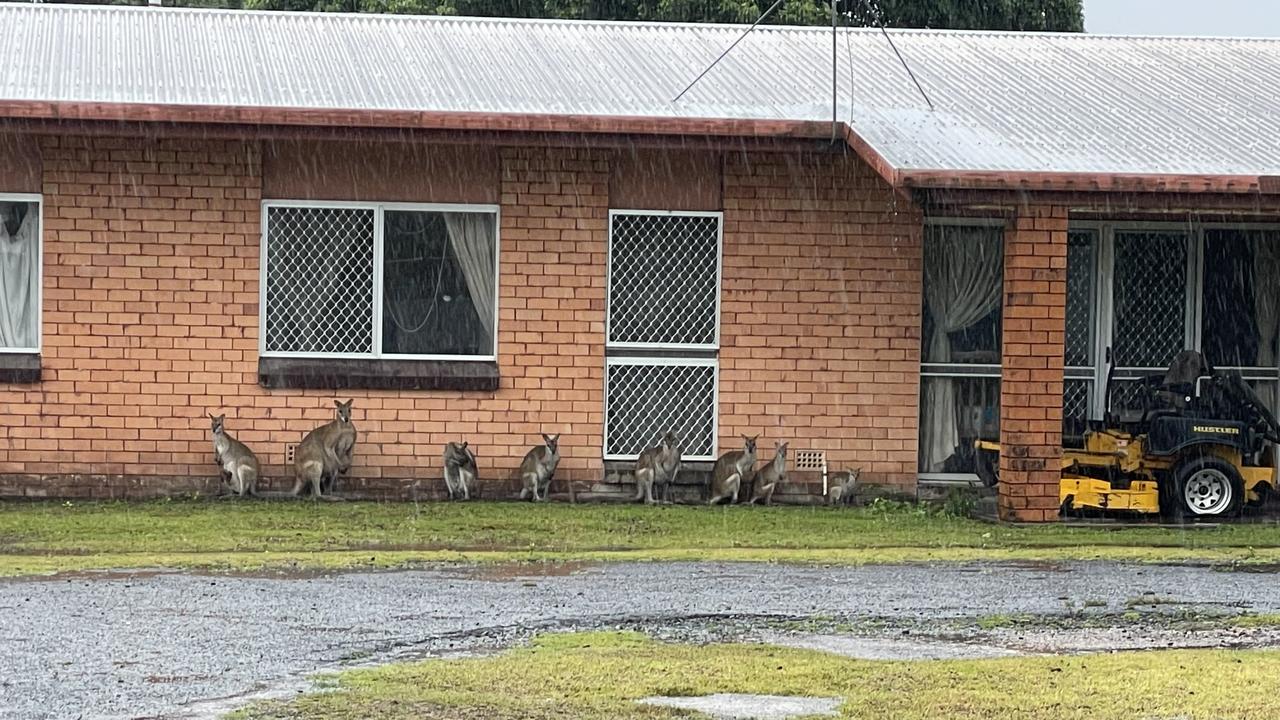 A mob of wallabies seek shelter from heavy rain on Poolwood Rd at Kewarra Beach after Cyclone Jasper crossed the Queensland coast. Picture: Brendan Radke