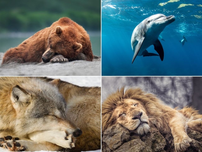 Which sleep animal are you? It matters more than you think. Picture: Getty Images