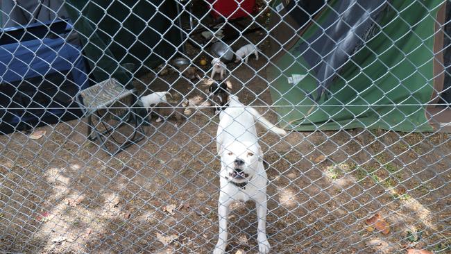 Snowy the dog at the homeless camp in Portsmith has just had a litter of puppies. Picture: Peter Carruthers