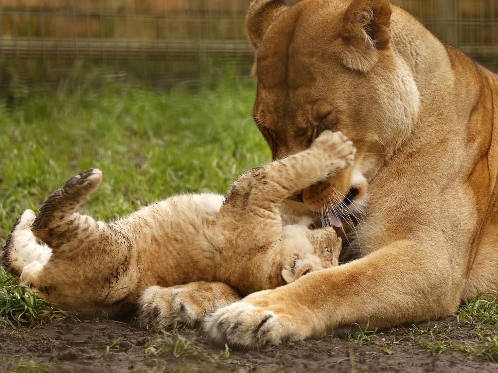 Seven-week-old Lion cub Roc with mum Chitwa at the Mogo Wildlife Park. Picture: Jonathan Ng