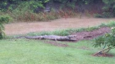 Croc spotted at Louisa Creek. Picture Gav Nackas