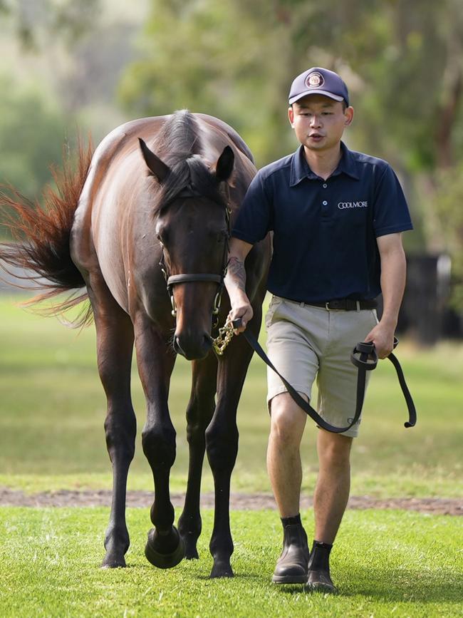 Coolmore Stud Hand Hugo walks Winx’s foal last week. Picture: Adam Taylor