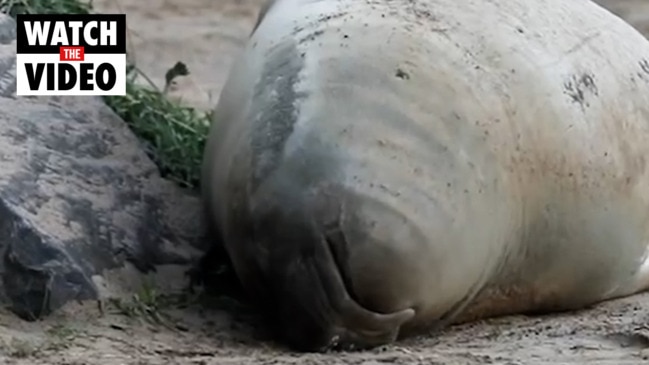 Neil the seal ashore in Tasmania