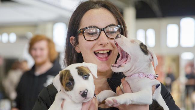 The Melbourne Dog Lovers Show returns to the Royal Exhibition Building in May.