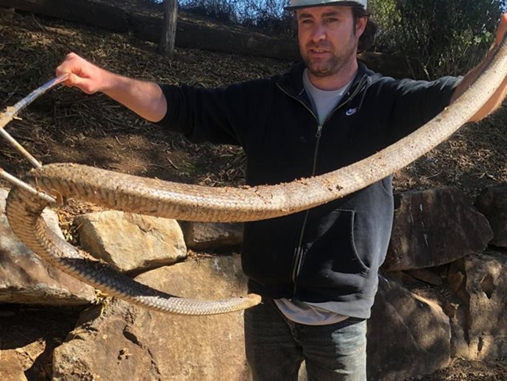 Andrew Smedley finally caught this monstrous Eastern Brown after a five-hour standoff. Picture: Andrew's SNAKE Removal/Facebook