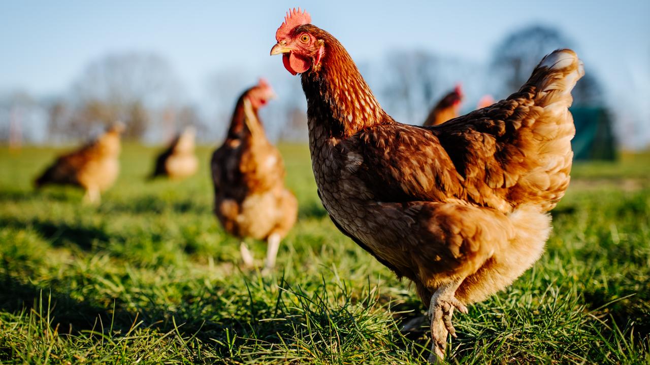 ‘High risk’: Bird flu danger explained