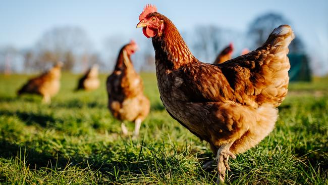 Chicken or hen on a green meadow. Selective sharpness. Several chickens out of focus in the background