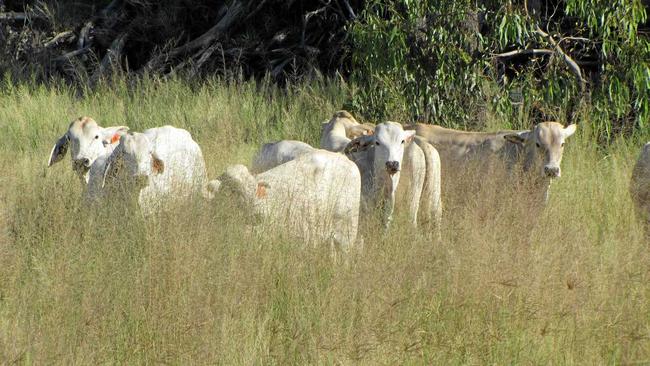 Peabody coal mine rehabilitation sees Cattle taking over the Wilkies Creeks area. Picture: Peabody Australia